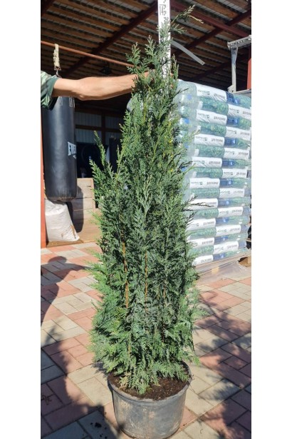 Кипарисовик Лавсона Колумнаріс - ком-конт/вис.125-150см/Ø40-50см